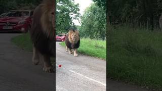 Sher par sawar meri sherawali maa - Jai Mata di #jaimatadi #mataranibhajan #mataranistatus