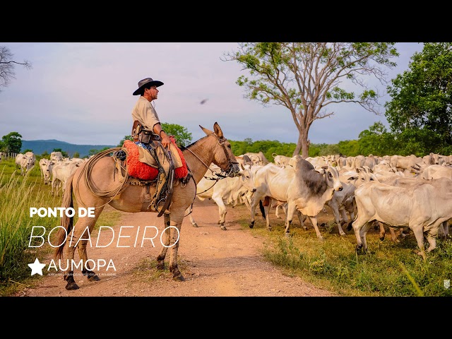 Tudo na roça é lindo. - Boiadeiro errante desse Brasil afora Tocar boiada é  o que mais adora Leva sua vida montado num burrão Com lindo arreio muito  bem encilhado Na garupa