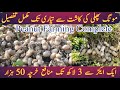 peanut farming in pakistan | moong phali ki kasht in urdu hindi | mongphali Detail | AgriExpert