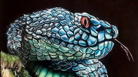 Realistic snake drawing using colour pencils