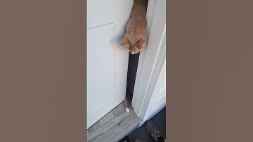 Katten maken het moeilijk om binnen te komen || ViralHog