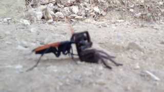 Tarantula Hawk dragging its prey up the trail