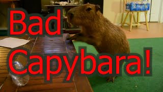 Bad Capybara!
