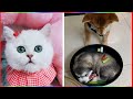 TikTok Pets: Funny and Cute Pets Compilation | I can’t stop Laughing with these pets #1