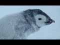 Fighting Over Abandoned Penguin Chick | Natural World: Penguins Of The Antarctic | BBC Earth