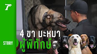 #K9 ฮีโร่ 4 ขา "สุดยอดสุนัขตำรวจ" กับภารกิจล่า ท้า เสี่ยง! | Thairath STORY