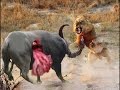 Crazy Fight Amazing - Huyu Simba ni balaa
