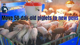Move 50-day-old piglets to new pens. | Video 31 |