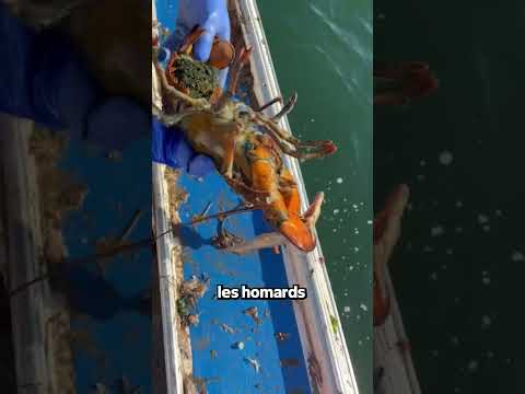 Vidéo: La seiche est-elle un vrai poisson ?