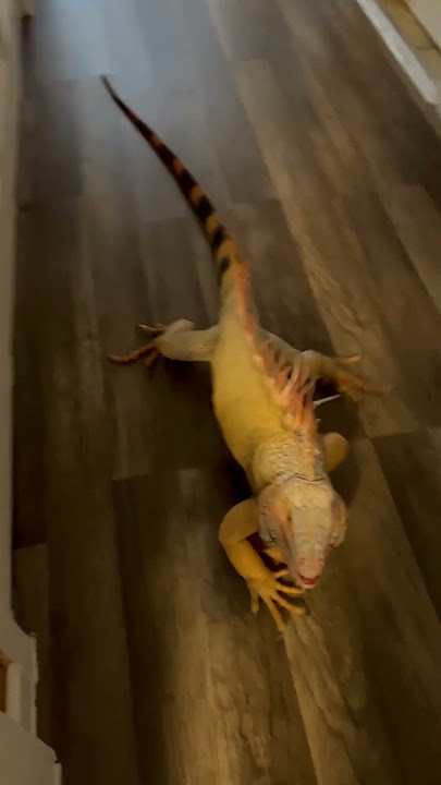 Happy Iguana Smiles When Pet Parent Returns Home! Shorts #Iguanas
