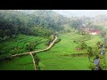 🌿🚁 Mesmerizing 4K Aerial View of Lush Green Cropland - Nature's Bounty from Above 🌄🌾