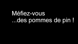 Méfiez-vous... des pommes de pin ! | Art Terre