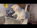 Living with Turkish Van Cats #13 の動画、YouTube動画。