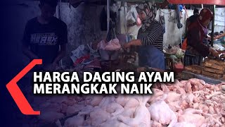 Harga Ayam Broiler Rabu 17 Agustus 2022. 