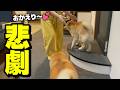 柴犬の帰宅を出迎えた娘に、この後悲劇が…