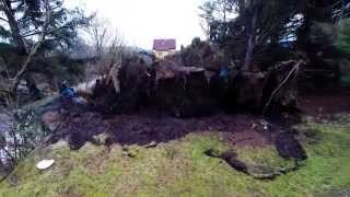 Six spruce trees uprooted by "Nina" - Filmed with a multirotor