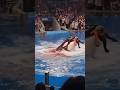 Orca Kills His Own Trainer Trending Jessica Sad