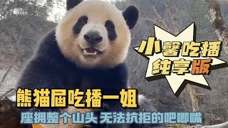 Xiao Xin, the best eating and broadcasting girl in the panda world, owns the entire mountain