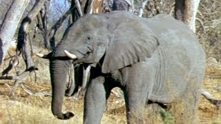 Elephants Empire 🐘- Elephant Herd | Elephant Documentary | Natural History Channel