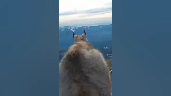 Missed by Inches: Canada Lynx vs Snowshoe Hare in the Rockies