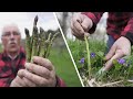 How to Harvest and Blanch ASPARAGUS, an AMAZING EDIBLE Perennial Plant. Harvest it year after year.