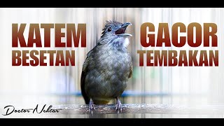 Download Lagu KAPAS TEMBAK GACOR ISTIMEWA TEMBAKAN PANJANG KASAR COCOK BUAT MASTERAN SEGALA JENIS BURUNG KICAU MP3