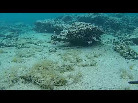 Under the sea