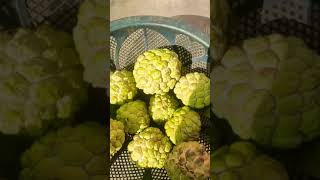 I Plucked Custard Apple In My Home Garden With Simron Short
