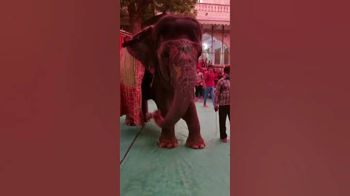 Raman Reti Ashram Gokul ...short video