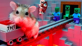 MAJOR HAMSTER escapes most extreme hamster MAZE with TRAPS stories #hamster #maze #DIY