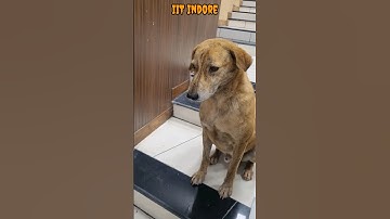 Dog in IIT Indore