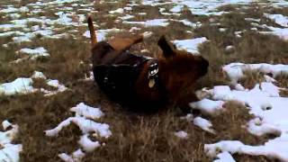 Darius - Staffordshire Bull Terrier