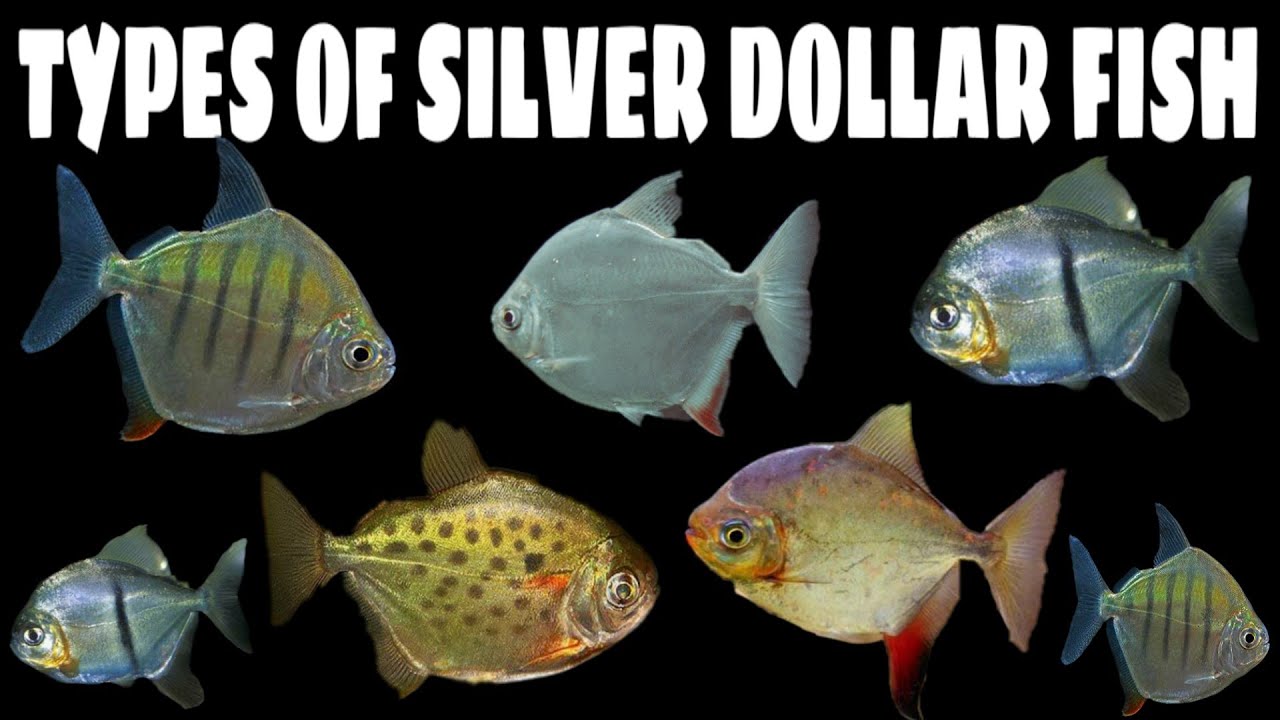 pic Silver Dollar Fish Types 5 different types of silver dollar fish