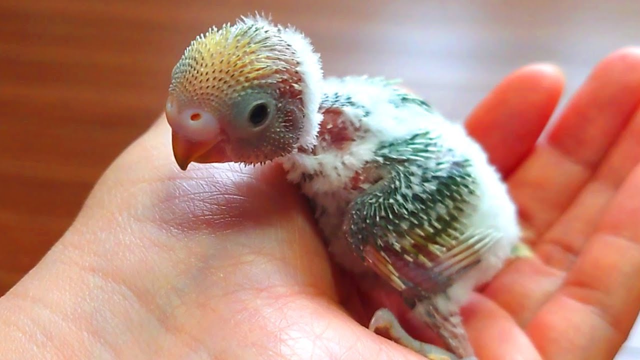 羽色がハッキリしてきました/生後11~14日目/セキセイインコの雛 YouTube 羽色がハッキリしてきました/生後11~14日目/セキセイインコの雛 YouTube