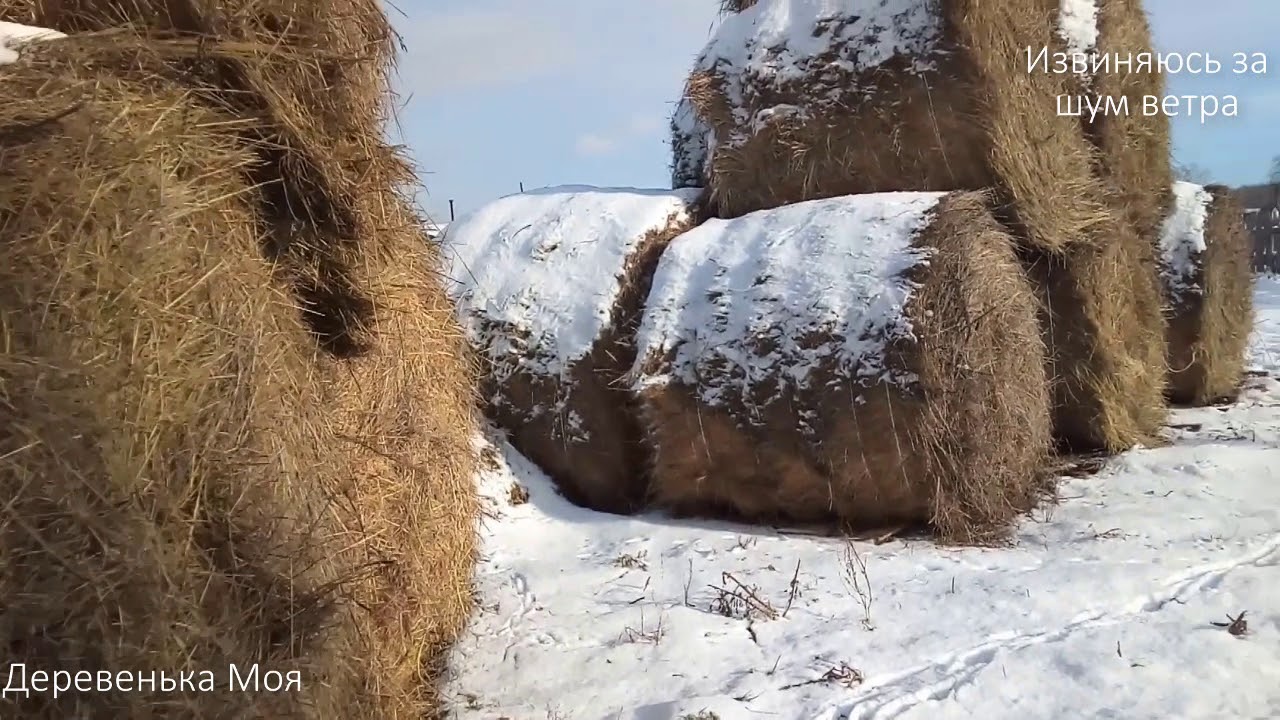 Сено курганская купить