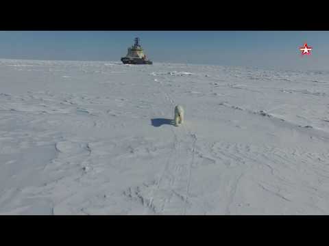 В Арктике ледокол «Илья Муромец» встретили морж и полярный мишка