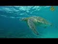 Las Islas Galápagos Isla Isabela - Nadando con tiburones, segunda parte
