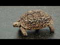 Striking Facts About the Leopard Tortoise