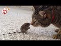 Funny Cats &amp; Kittens with Mouse Videos