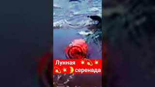 Лунная 💥💫серенада💥🌛