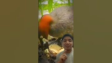 Burung belibis lagi bertelur #reaction #shorts