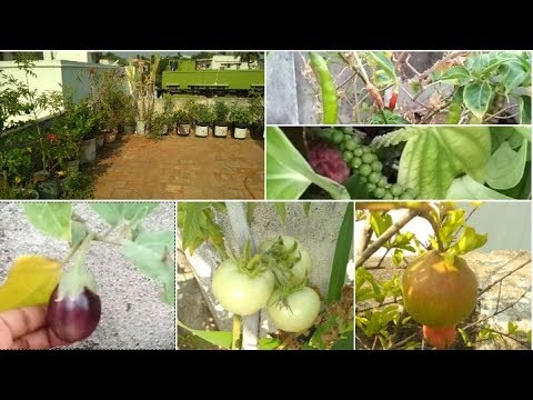 காய்கறி தோட்டம் || Vegetable Terrace Garden in Tamil - YouTube