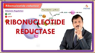 Ribonucleotide Reductase - Reaction, Regulation, Inhibitors