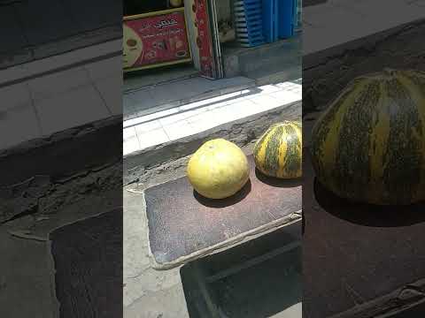 ما علاقة الدبا القرع بالكوسة