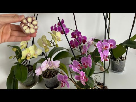 Orkideye Bunu Yapın Bol Bol Çiçek Açıp Sağlıklı Kökler Çıkarsın/Orkide Coşturan Sarımsak