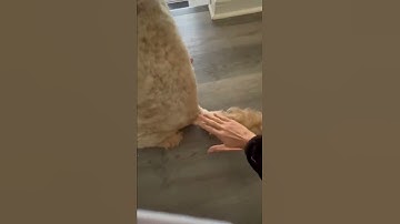 Using a Undercoat rake 6