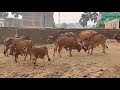 Sahiwal Cows playing