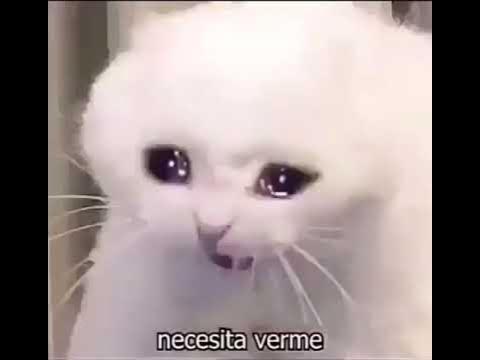 Мем плачущая девушка и кот Майстерня Steam::Fig's Collections Collection