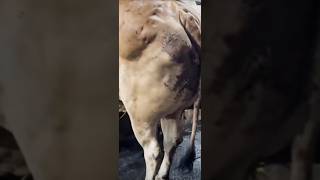 Heavies cow from Bagjalla 🔥🔥 #short #viral