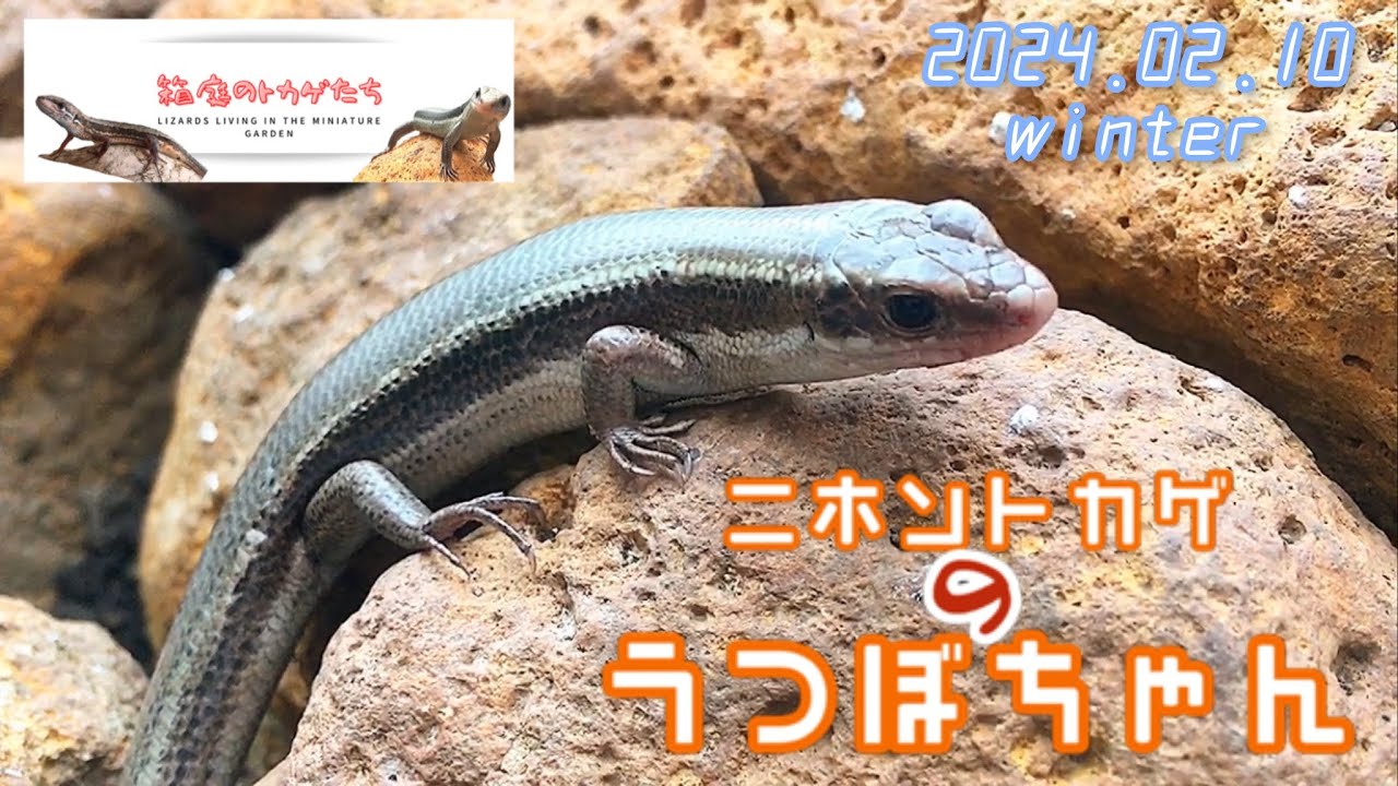 ニホントカゲ】うつぼちゃんとオストカゲたち 2024.02.10【かわいい